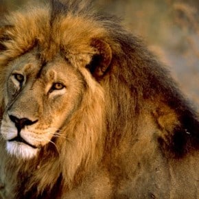 Lions and Bears as Training Aids Lions and Bears as Training Aids