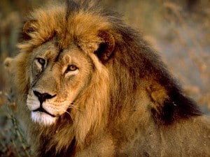 Lion