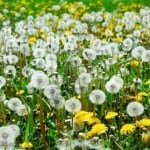 Responding to doctrinal weeds (some thoughts on discernment) Responding to doctrinal weeds (some thoughts on discernment)