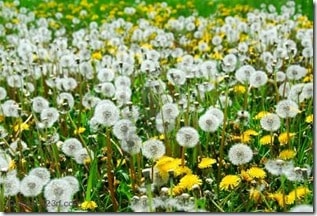 419162-dandelion-field