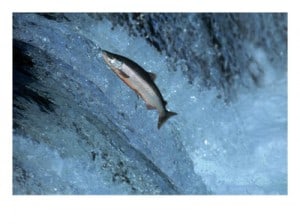Swimming Upstream