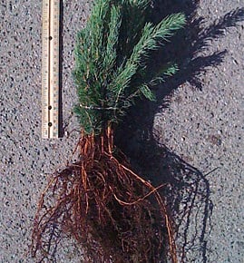 Growth in trees or believers Growth in trees or believers