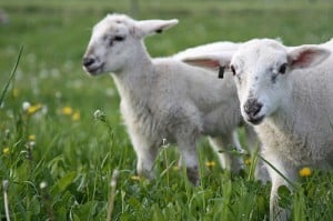 Lambs Lambs