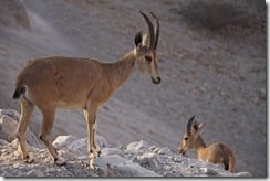 Wild Ibexes