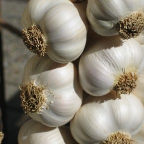 Garlic