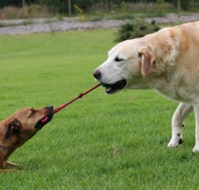 Tug-of-war