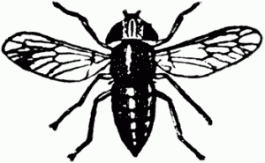 Gadfly