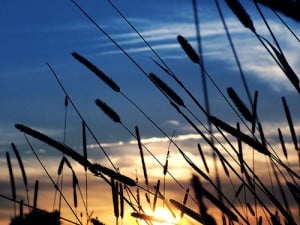 Gentle Wind