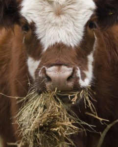 Messy Cow